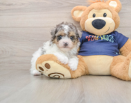 8 week old Havapoo Puppy For Sale - Lone Star Pups