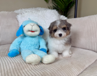 9 week old Havapoo Puppy For Sale - Lone Star Pups