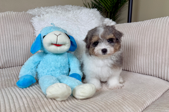Cute Havapoo Poodle Mix Pup