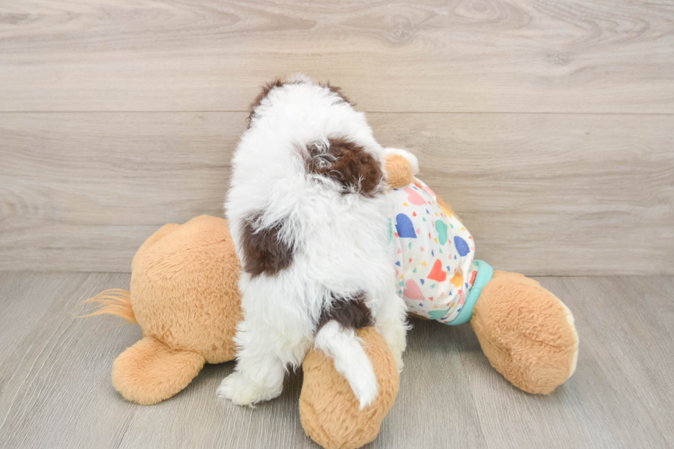 Funny Havapoo Poodle Mix Pup