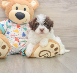 7 week old Havapoo Puppy For Sale - Lone Star Pups