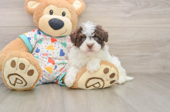Playful Havadoodle Poodle Mix Puppy