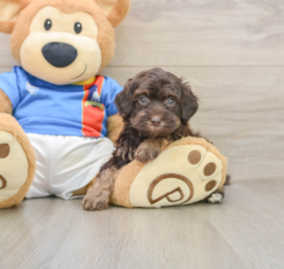 5 week old Havapoo Puppy For Sale - Lone Star Pups