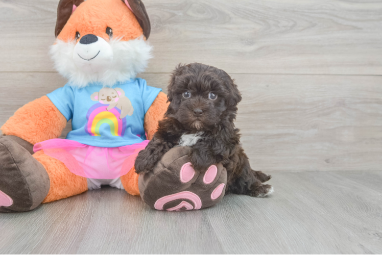 Smart Havapoo Poodle Mix Pup