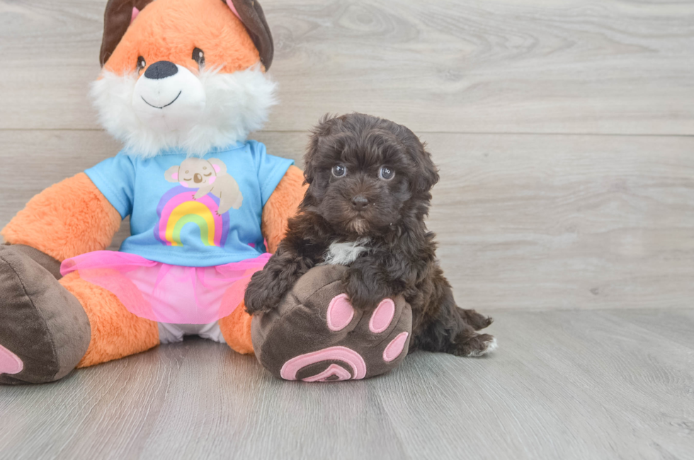 6 week old Havapoo Puppy For Sale - Lone Star Pups