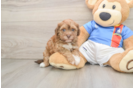 Little Havadoodle Poodle Mix Puppy