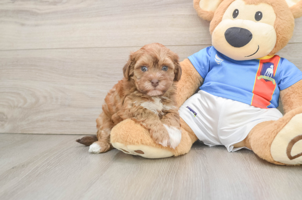 5 week old Havapoo Puppy For Sale - Lone Star Pups