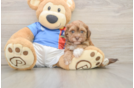 Best Havapoo Baby
