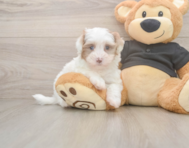7 week old Havapoo Puppy For Sale - Lone Star Pups