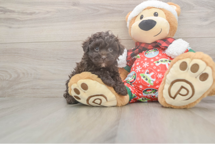 Havapoo Pup Being Cute