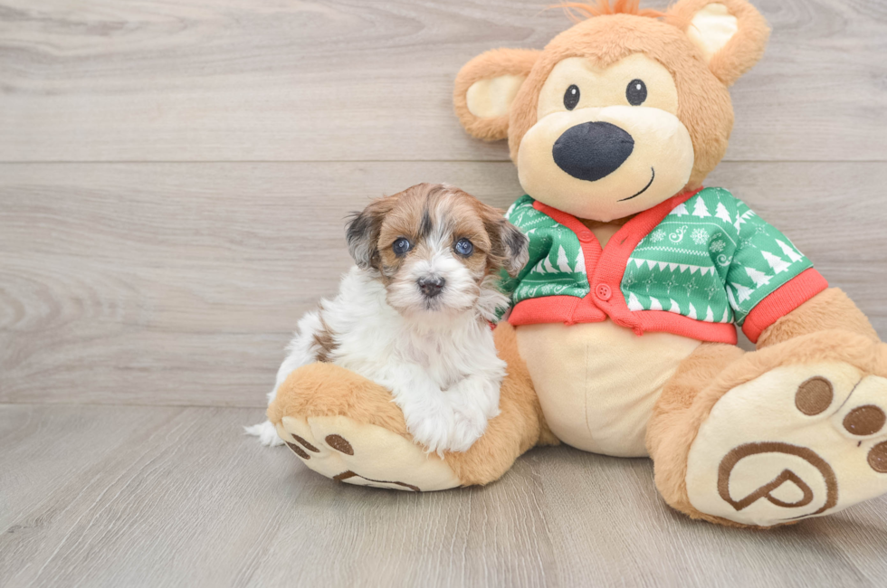 5 week old Havapoo Puppy For Sale - Lone Star Pups