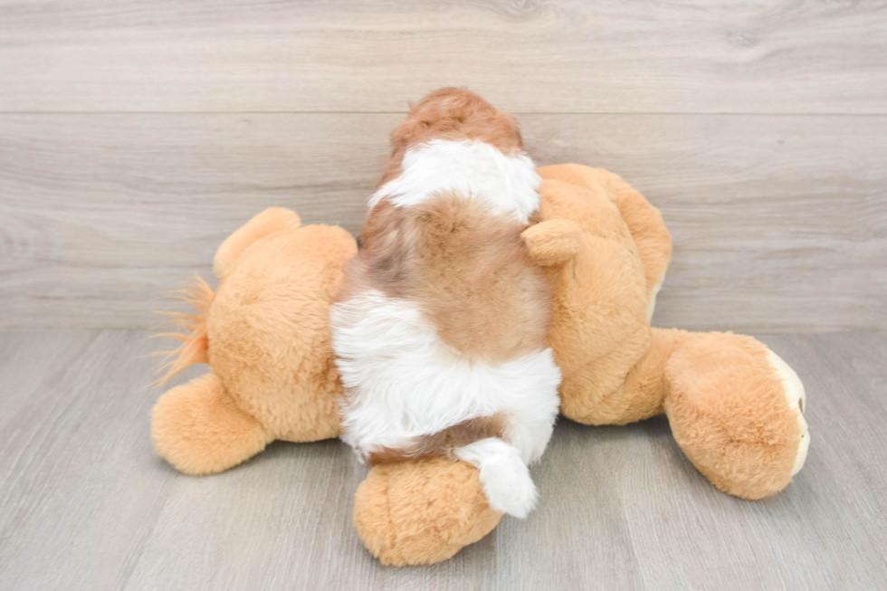 Havapoo Pup Being Cute