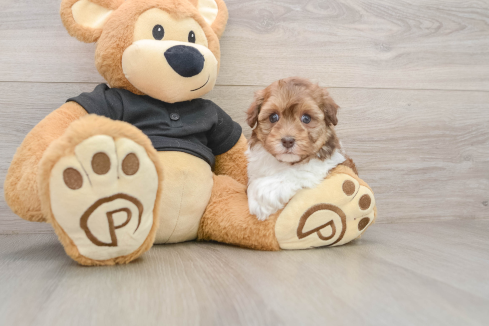 Playful Havadoodle Poodle Mix Puppy