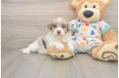 Havapoo Pup Being Cute