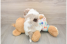 Popular Havapoo Poodle Mix Pup