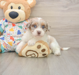 7 week old Havapoo Puppy For Sale - Lone Star Pups