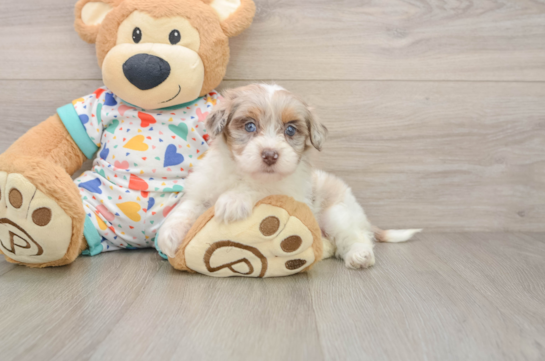 Havapoo Puppy for Adoption