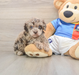 5 week old Havapoo Puppy For Sale - Lone Star Pups