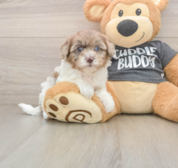 8 week old Havapoo Puppy For Sale - Lone Star Pups