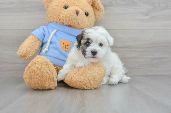 Havapoo Pup Being Cute