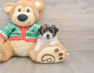 6 week old Havapoo Puppy For Sale - Lone Star Pups