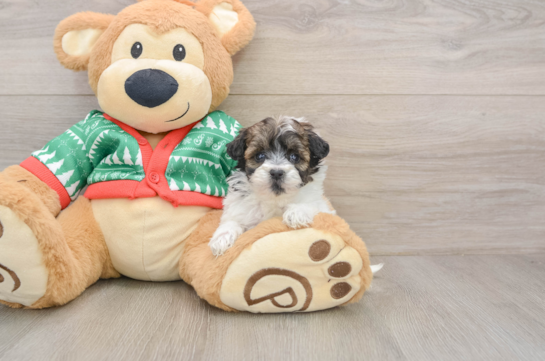Petite Havapoo Poodle Mix Pup