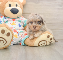 8 week old Havapoo Puppy For Sale - Lone Star Pups