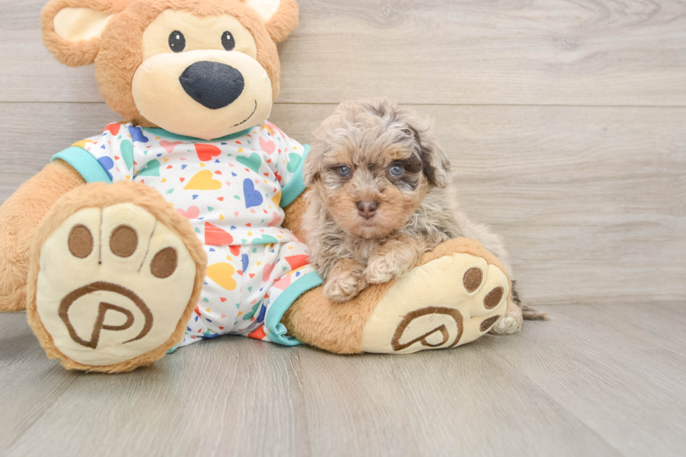 Havapoo Puppy for Adoption