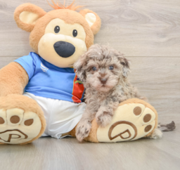 6 week old Havapoo Puppy For Sale - Lone Star Pups