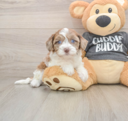 8 week old Havapoo Puppy For Sale - Lone Star Pups