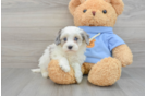 Havapoo Puppy for Adoption