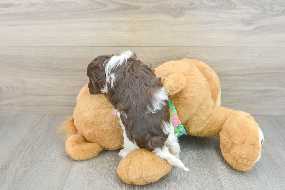 Playful Havadoodle Poodle Mix Puppy