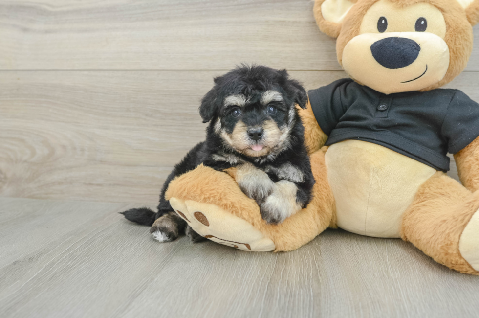5 week old Havapoo Puppy For Sale - Lone Star Pups