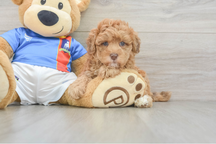 Havapoo Pup Being Cute