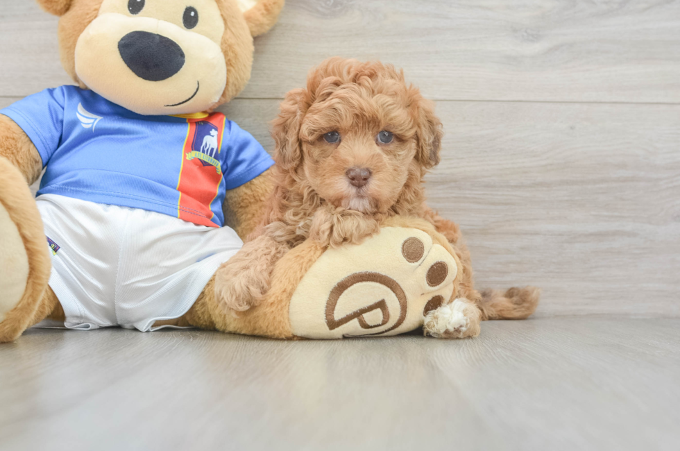 5 week old Havapoo Puppy For Sale - Lone Star Pups