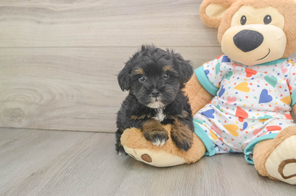 6 week old Havapoo Puppy For Sale - Lone Star Pups