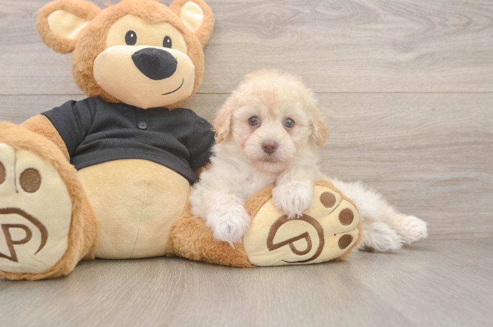 5 week old Havapoo Puppy For Sale - Lone Star Pups