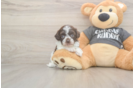 Cute Havapoo Baby