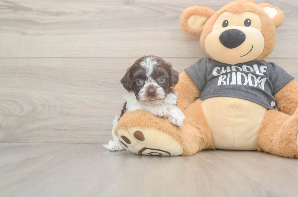 5 week old Havapoo Puppy For Sale - Lone Star Pups