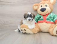 6 week old Havapoo Puppy For Sale - Lone Star Pups