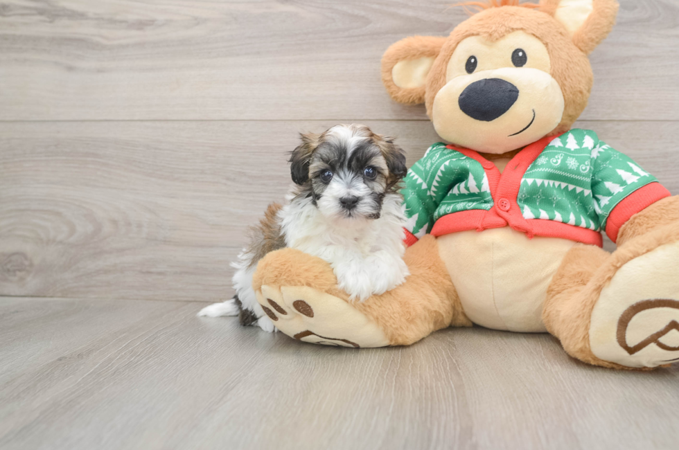 5 week old Havapoo Puppy For Sale - Lone Star Pups