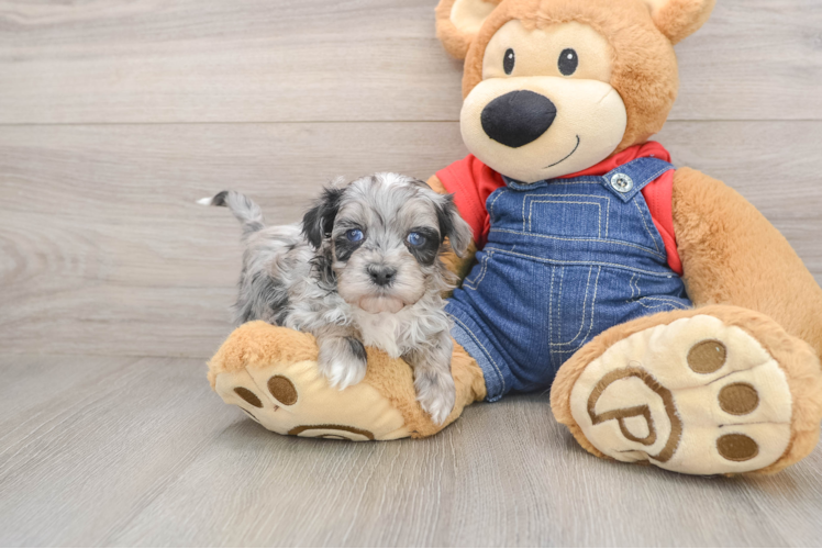 Havapoo Puppy for Adoption