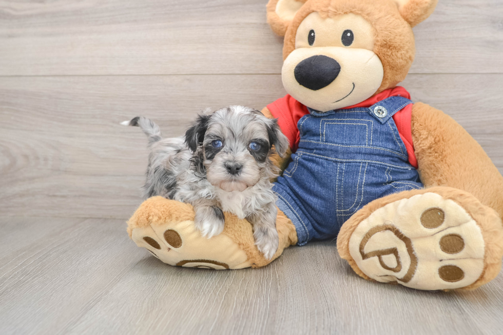 Havapoo Puppy for Adoption