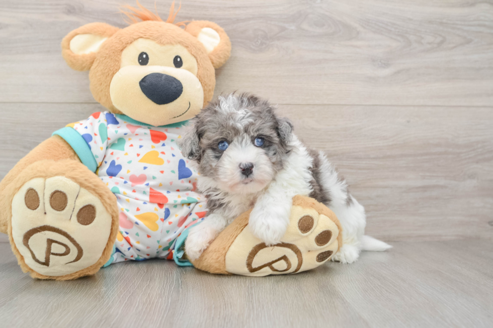 Havapoo Pup Being Cute