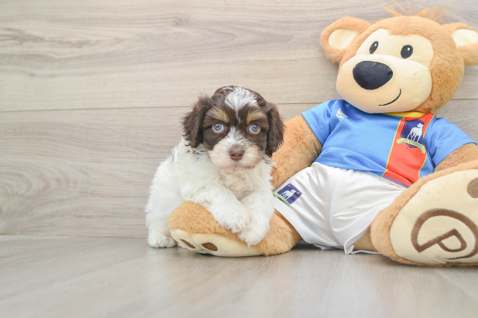 Fluffy Havapoo Poodle Mix Pup