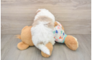 Havapoo Puppy for Adoption