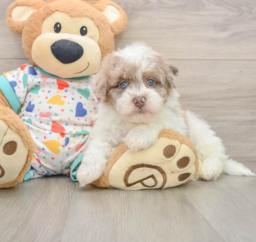 7 week old Havapoo Puppy For Sale - Lone Star Pups