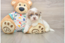 Best Havapoo Baby