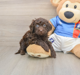 5 week old Havapoo Puppy For Sale - Lone Star Pups