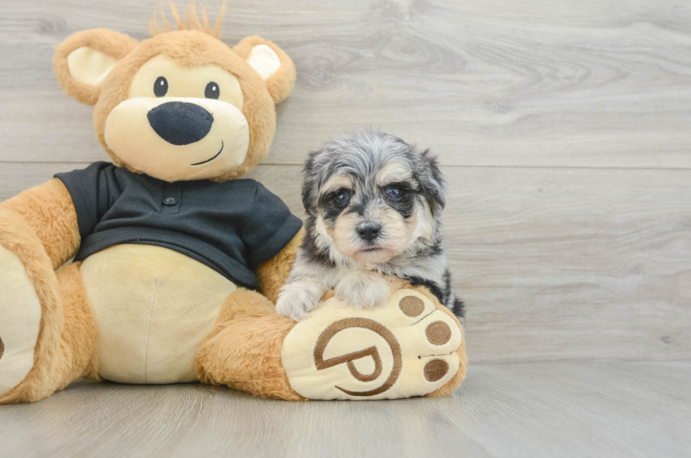 5 week old Havapoo Puppy For Sale - Lone Star Pups